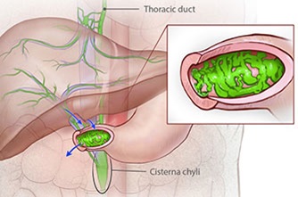 animation of Liver lymphatic system with PLE